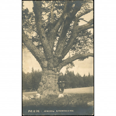 Real Photo Postcard (RPPC): Monumental Pine T...