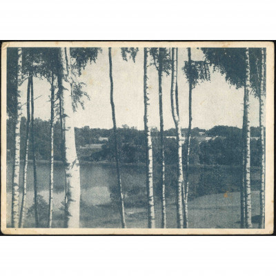 LVI Publisher (View Postcard): Vidzeme, Birch...
