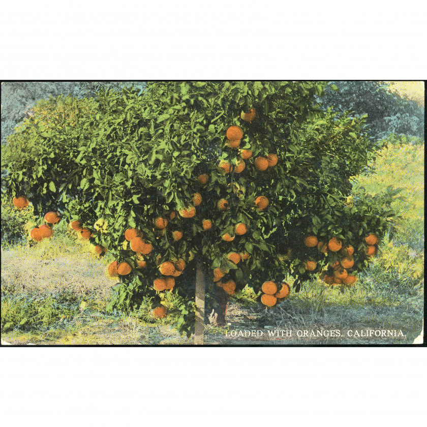 California (USA), year: 1910s, publisher: The O. Newman Co. (Los Angeles and San Francisco).
