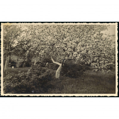 Фотография, Цветущий сад