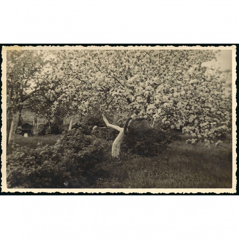 Fotogrāfija, Ziedošs dārzs