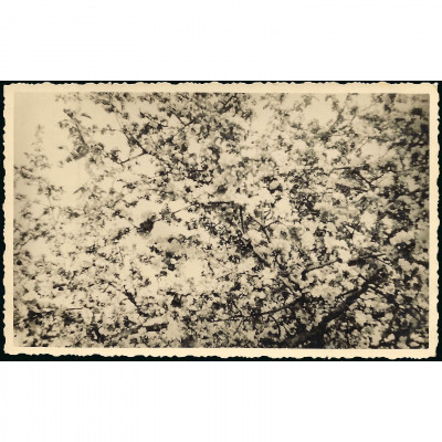 Фотография, Цветущий сад