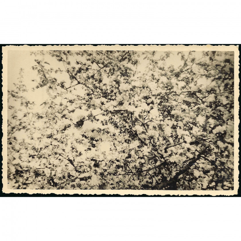 Фотография, Цветущий сад