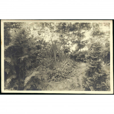 Фотография, Лес