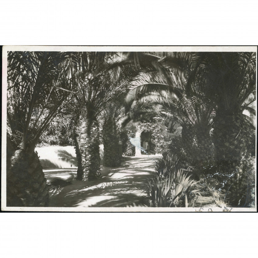 Algiers (Algeria) — Palm alley in Parc de Galland, period: 1920s–1930s, publisher: Edition la Cigogne (Algiers).