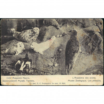 Postcard, St. Petersburg Academy of Sciences...