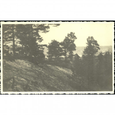 Фотография, Сосны и дюны