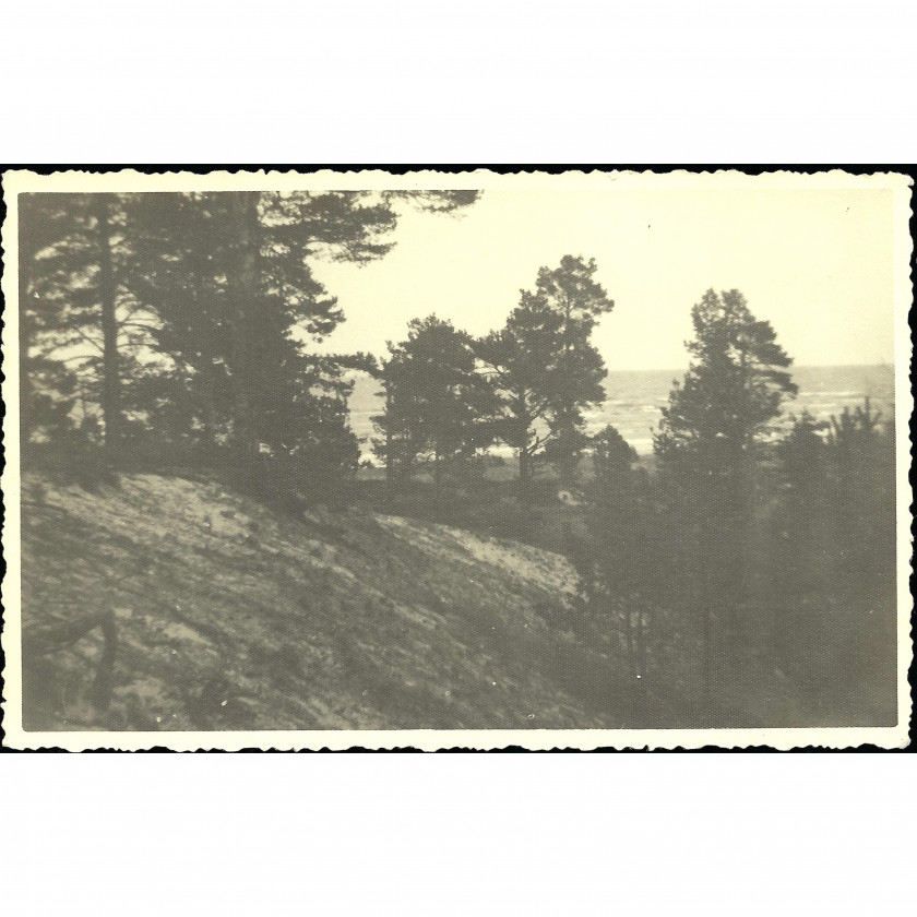 Фотография, Сосны и дюны