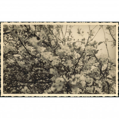 Фотография, Цветущий сад