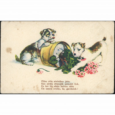EmB R Publisher (Puppy Postcard). Delivered t...