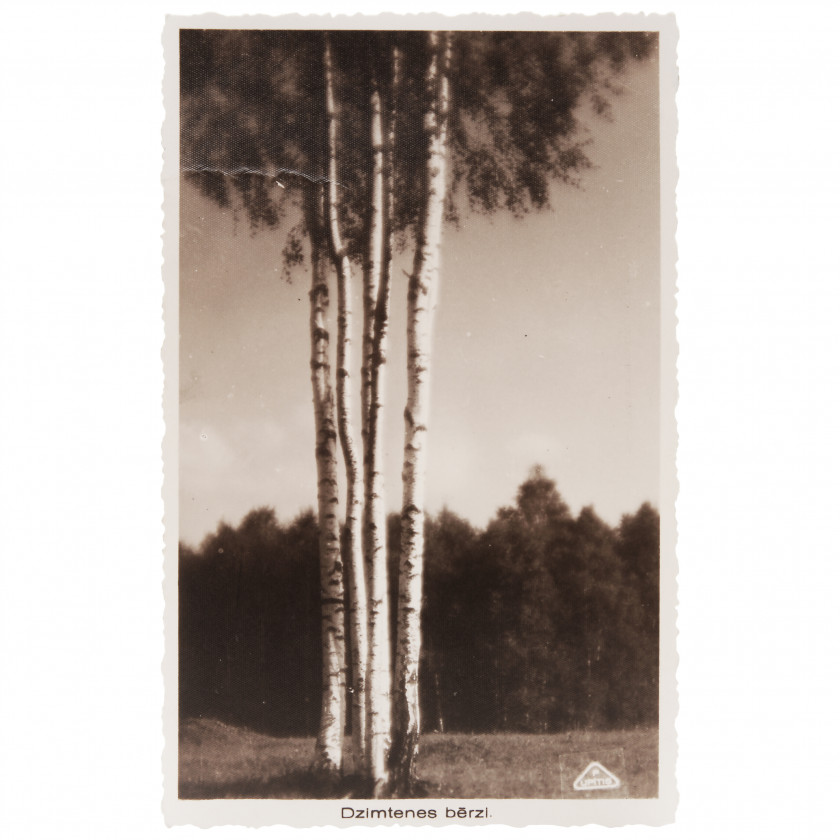 Photography "Homeland birches"