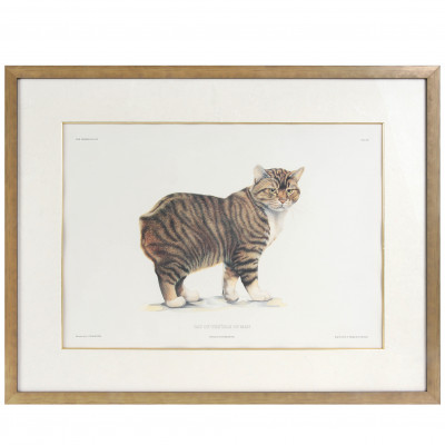 Lithography "Cat of the Isle of Man"