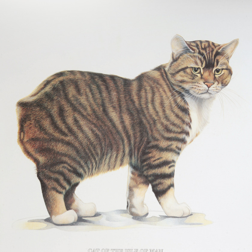 Litogrāfija "Menas salas kaķis"